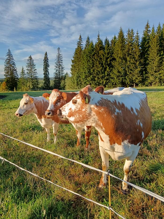 Karjaa kultaisessa iltavalossa
